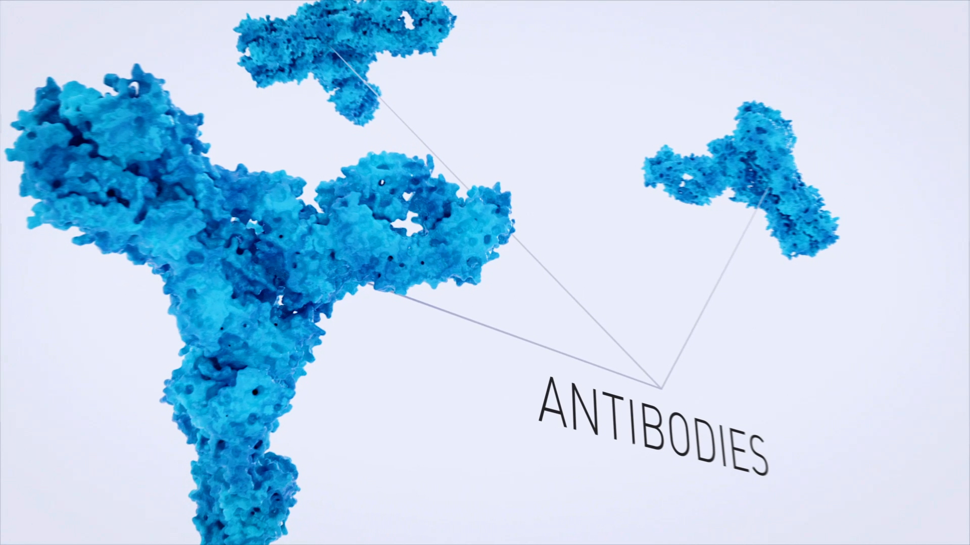 3D Science graphic animation - Antibodies and B-Cells immune reaction explainer