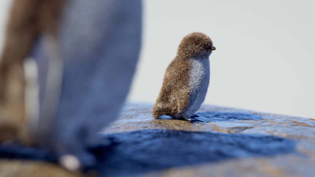 little penguin (Eudyptula minor)